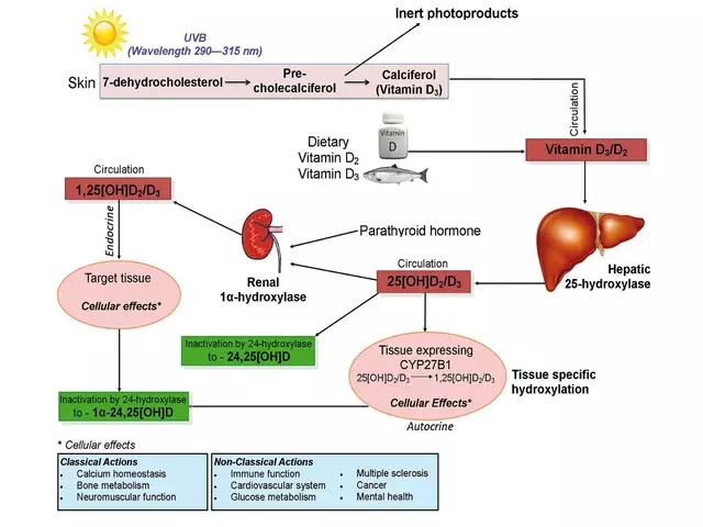 The Importance of Calcitriol in Calcium Absorption and Regulation